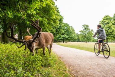 Richmond Park Set for Managed Re-Opening in June